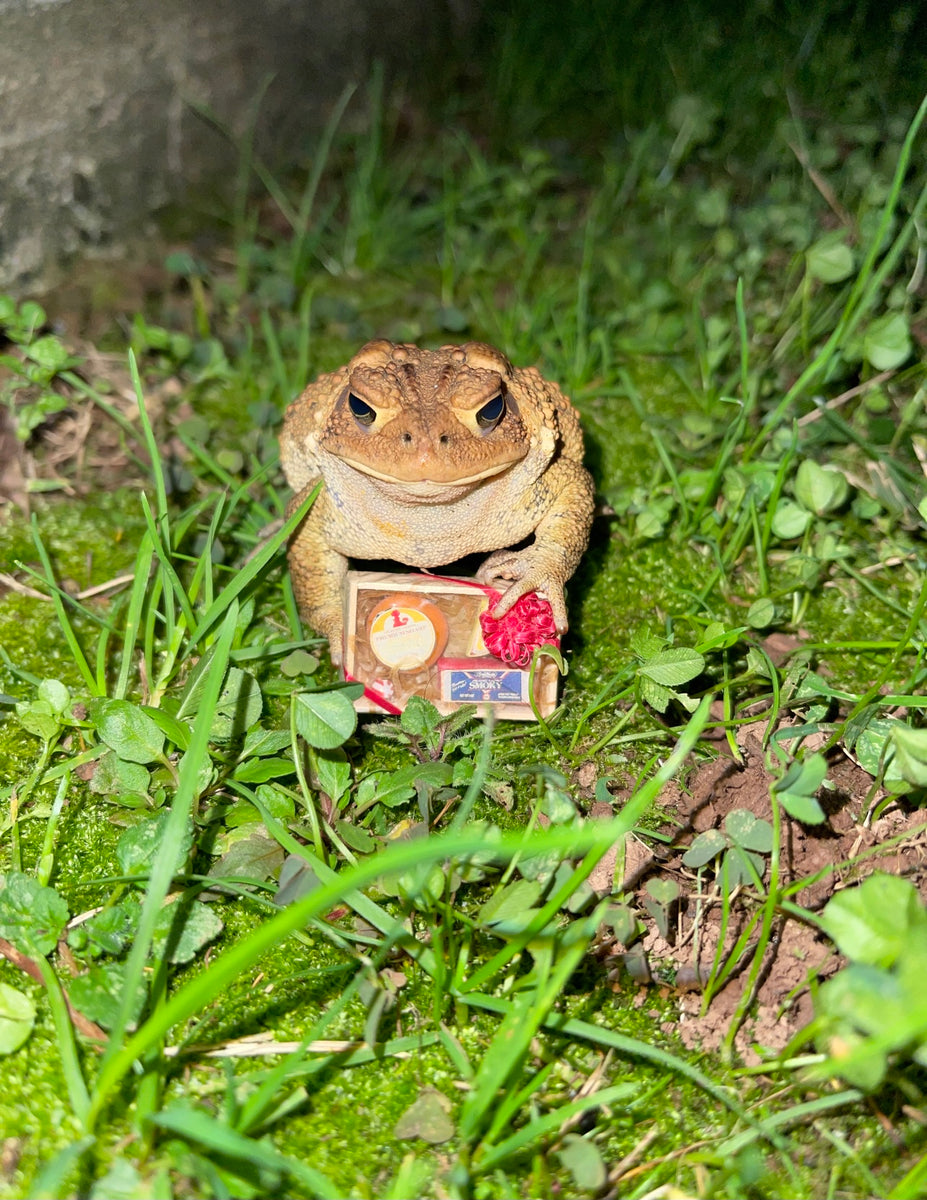 Witch Toad 8x8 Print