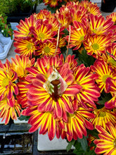 Load image into Gallery viewer, Diamond Shaped Statement Piece
